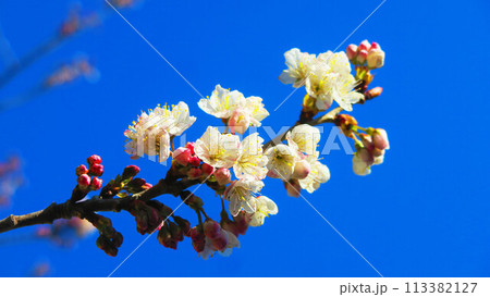 梅の花と青空の風景 113382127