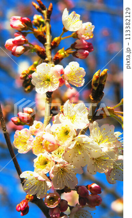 梅の花と青空の風景 梅の花と青空の風景 113382129