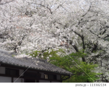 瓦屋根と桜 春爛漫 瓦屋根と桜 春爛漫 113382134