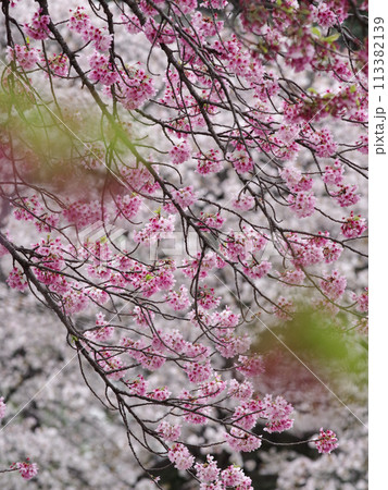 ビンクで満開の桜 ビンクで満開の桜 113382139