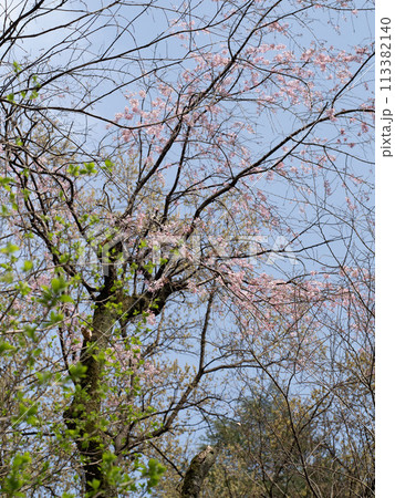 新緑と桜 新緑と桜 113382140