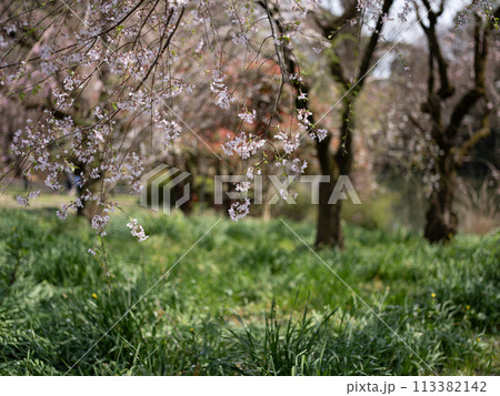 春の野の枝垂れ桜 113382142