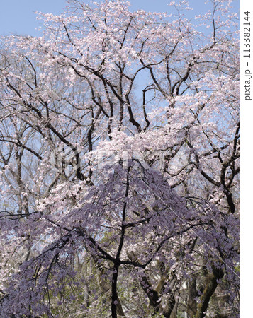 青空に咲く満開の枝垂れ桜 113382144