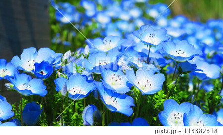 青いネモフィラの花の美しい風景 青いネモフィラの花の美しい風景 113382318