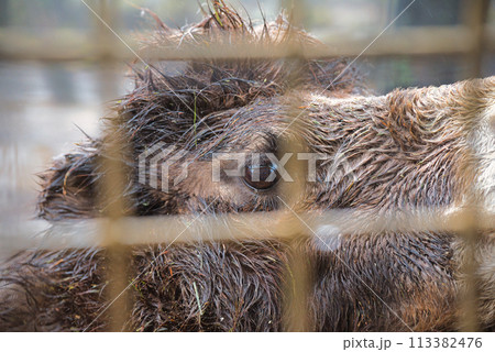 サファリーパーク サファリーパーク 113382476