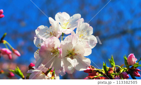 2024年撮影の埼玉県川口市のリリアパークのソメイヨシノの桜の風景 113382505