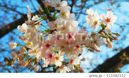 2024年撮影の埼玉県川口市のリリアパークのソメイヨシノの桜の風景 2024年撮影の埼玉県川口市のリリアパークのソメイヨシノの桜の風景 113382512