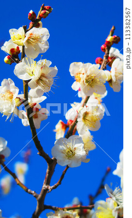 2024年大宮第二公園梅まつりの梅の花と青空の風景 2024年大宮第二公園梅まつりの梅の花と青空の風景 113382567