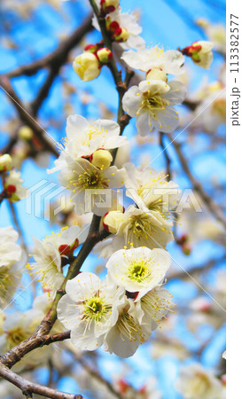 2024年大宮第二公園梅まつりの梅の花と青空の風景 2024年大宮第二公園梅まつりの梅の花と青空の風景 113382577