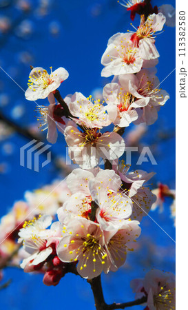 2024年大宮第二公園梅まつりの梅の花と青空の風景 113382580