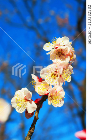 2024年大宮第二公園梅まつりの梅の花と青空の風景 113382582