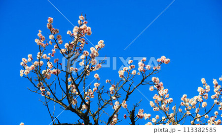 2024年大宮第二公園梅まつりの梅の花と青空の風景 2024年大宮第二公園梅まつりの梅の花と青空の風景 113382585