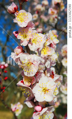 2024年大宮第二公園梅まつりの梅の花と青空の風景 113382590