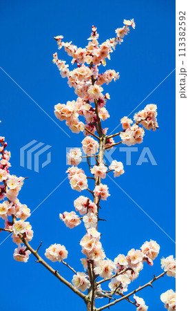 2024年大宮第二公園梅まつりの梅の花と青空の風景 113382592