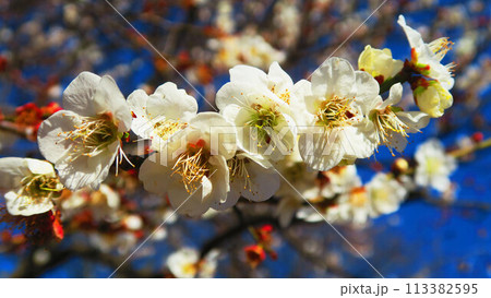 2024年大宮第二公園梅まつりの梅の花と青空の風景 113382595