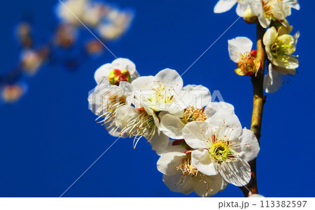 2024年大宮第二公園梅まつりの梅の花と青空の風景 113382597