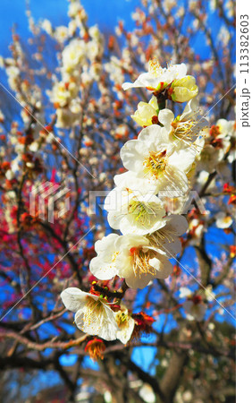 2024年大宮第二公園梅まつりの梅の花と青空の風景 2024年大宮第二公園梅まつりの梅の花と青空の風景 113382603