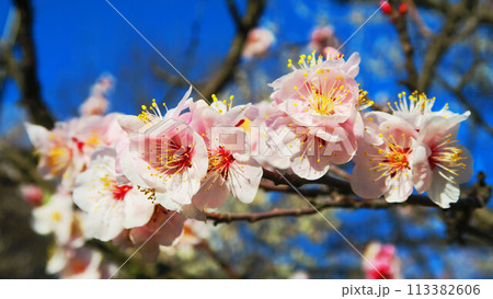 2024年大宮第二公園梅まつりの梅の花と青空の風景 113382606