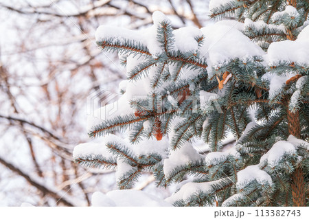 Green fir branches in winter covered with snow 113382743