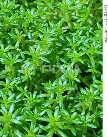 爽やかな葉色　モリムラマンネングサ　セダム　万年草　マンネングサ 113383041