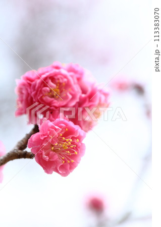 八重咲きの紅梅のクローズアップ 【白背景】 【満開】 113383070
