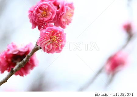 八重咲きの紅梅のクローズアップ 【白背景】 【満開】 113383071