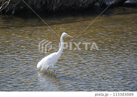 さぎ さぎ 113383089