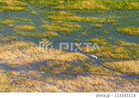 Cattle Egret flying over the Okavango 113383118