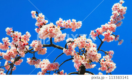 埼玉県川口市の川口元郷駅前のオオカンザクラ（安行桜）の満開の花と青空の風景 113383141
