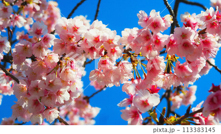 埼玉県川口市の川口元郷駅前のオオカンザクラ（安行桜）の満開の花と青空の風景 113383145