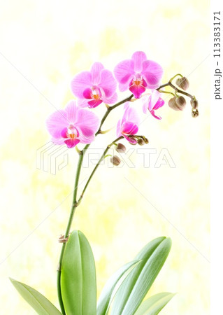 ミニ胡蝶蘭 ピンク色の蘭の花 明るい黄色背景 ミニ胡蝶蘭 ピンク色の蘭の花 明るい黄色背景 113383171