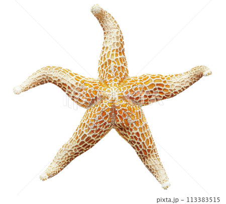 Starfish Illustration for Decorative Marine Design 113383515