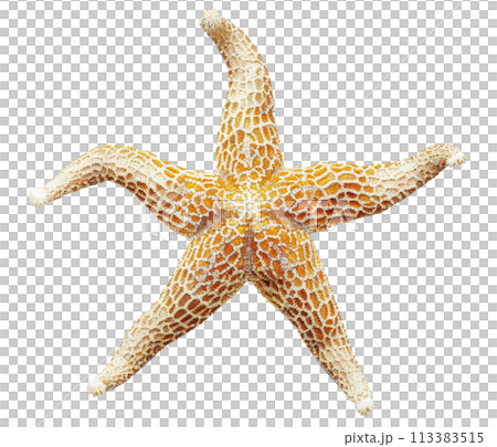 Starfish Illustration for Decorative Marine Design 113383515