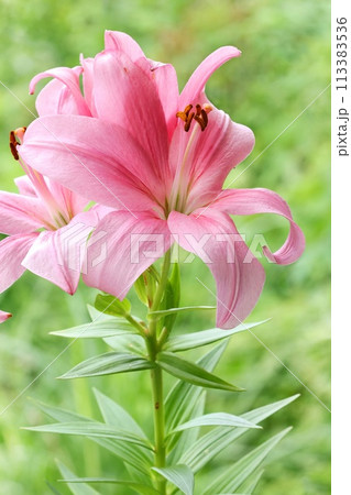 ピンク色のユリ 大輪 オリエンタルハイブリッド 緑の自然背景 ピンク色のユリ 大輪 オリエンタルハイブリッド 緑の自然背景 113383536