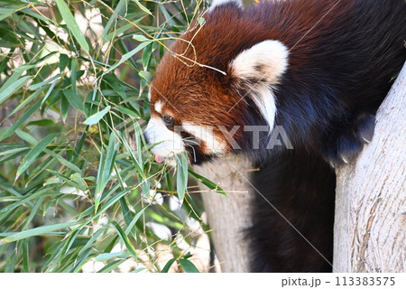 動物園のレッサーパンダ 動物園のレッサーパンダ 113383575