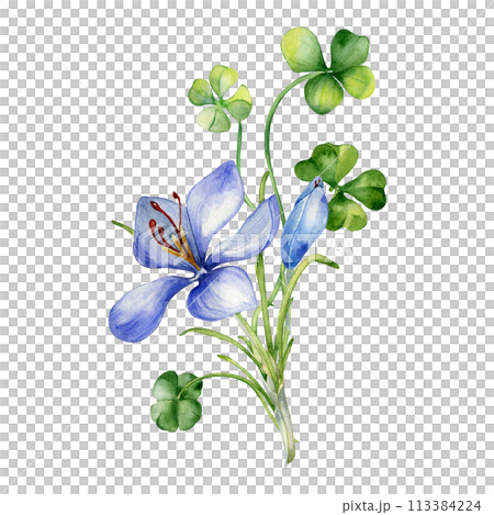 Bunch of shamrock and crocus watercolor illustration isolated on white. Painted green clover and blue flowers. Irish lucky symbol hand drawn. Design for St.Patricks day, banner, Easter greeting card Bunch of shamrock and crocus watercolor illustration isolated on white. Painted green clover and blue flowers. Irish lucky symbol hand drawn. Design for St.Patricks day, banner, Easter greeting card 113384224