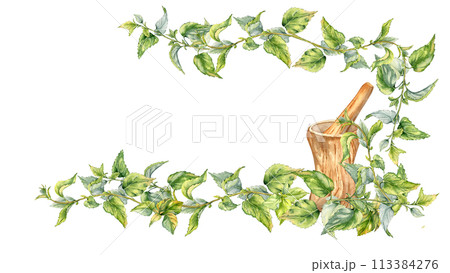 Banner with nettle medicinal plant watercolor illustration isolated on white. Wooden mortar with pestle and herb plants hand drawn. Stinging herb. For label, package, nettle product, apothecary Banner with nettle medicinal plant watercolor illustration isolated on white. Wooden mortar with pestle and herb plants hand drawn. Stinging herb. For label, package, nettle product, apothecary 113384276