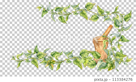 Banner with nettle medicinal plant watercolor illustration isolated on white. Wooden mortar with pestle and herb plants hand drawn. Stinging herb. For label, package, nettle product, apothecary Banner with nettle medicinal plant watercolor illustration isolated on white. Wooden mortar with pestle and herb plants hand drawn. Stinging herb. For label, package, nettle product, apothecary 113384276
