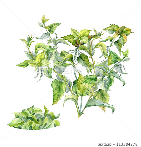 Bush of nettle in watercolor isolated on white. Illustration of the herbal plant Urticaria dioica. Stinging plant with bunch of leaves hand drawn. Element for label, packaging, apothecary 113384278