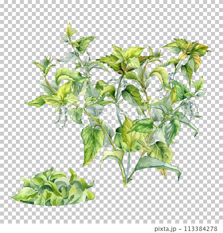 Bush of nettle in watercolor isolated on white. Illustration of the herbal plant Urticaria dioica. Stinging plant with bunch of leaves hand drawn. Element for label, packaging, apothecary 113384278