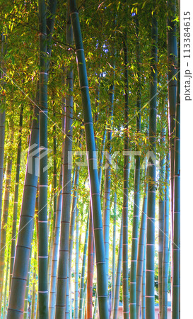 孟宗竹の竹林の美しい風景 孟宗竹の竹林の美しい風景 113384615