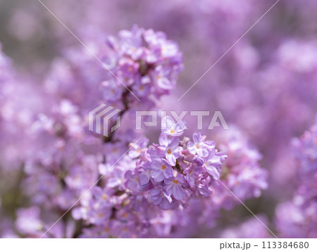 美しい薄紫のフジモドキ 美しい薄紫のフジモドキ 113384680