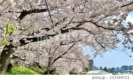 青空に映える満開の桜並木〈岡崎城公園(乙川殿橋下流)/愛知県岡崎市〉 青空に映える満開の桜並木〈岡崎城公園(乙川殿橋下流)/愛知県岡崎市〉 113384721