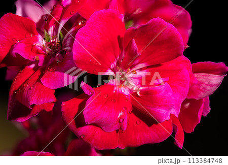 Red kalanchoe flowers on a black background 113384748
