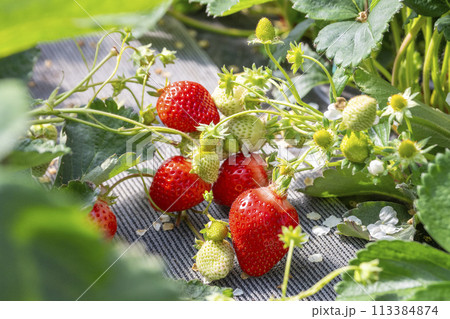 あまおう　いちご狩り 113384874