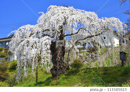 大日庵の源平しだれ桜 大日庵の源平しだれ桜 113385023