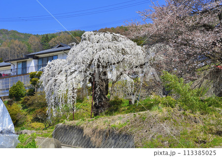 大日庵の源平しだれ桜 113385025