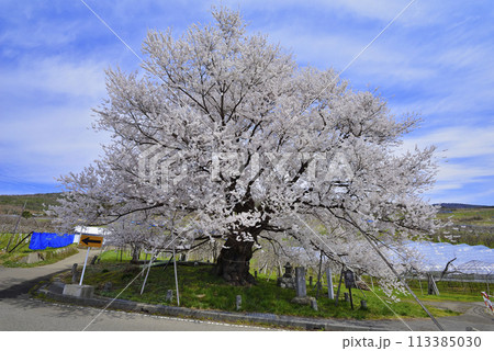 宇木のエドヒガン(千歳桜) 宇木のエドヒガン(千歳桜) 113385030