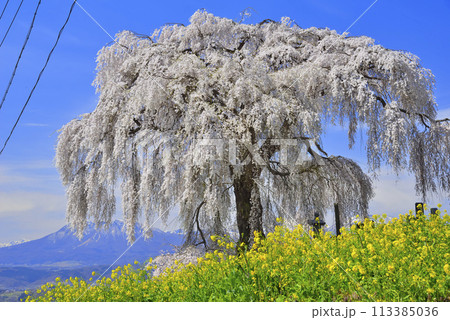 大久保のしだれ桜 113385036