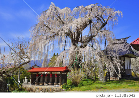 隆谷寺のしだれ桜 隆谷寺のしだれ桜 113385042